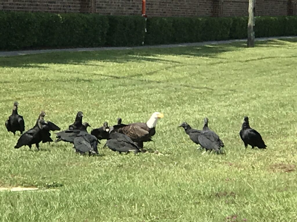 Eagle surrounded by Vultures while eating roadkill